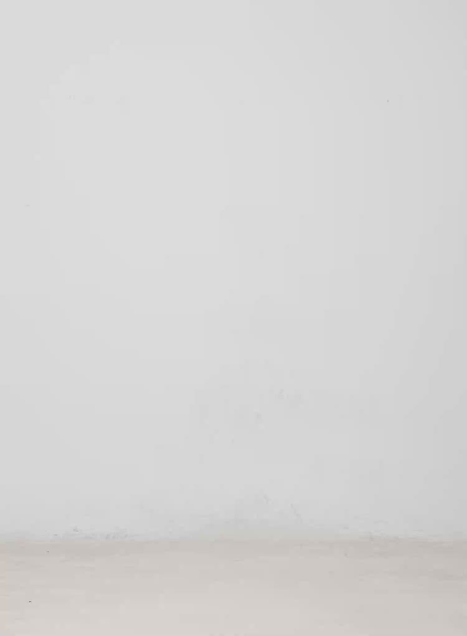 Tree Printed Wide Leg Pants CM526