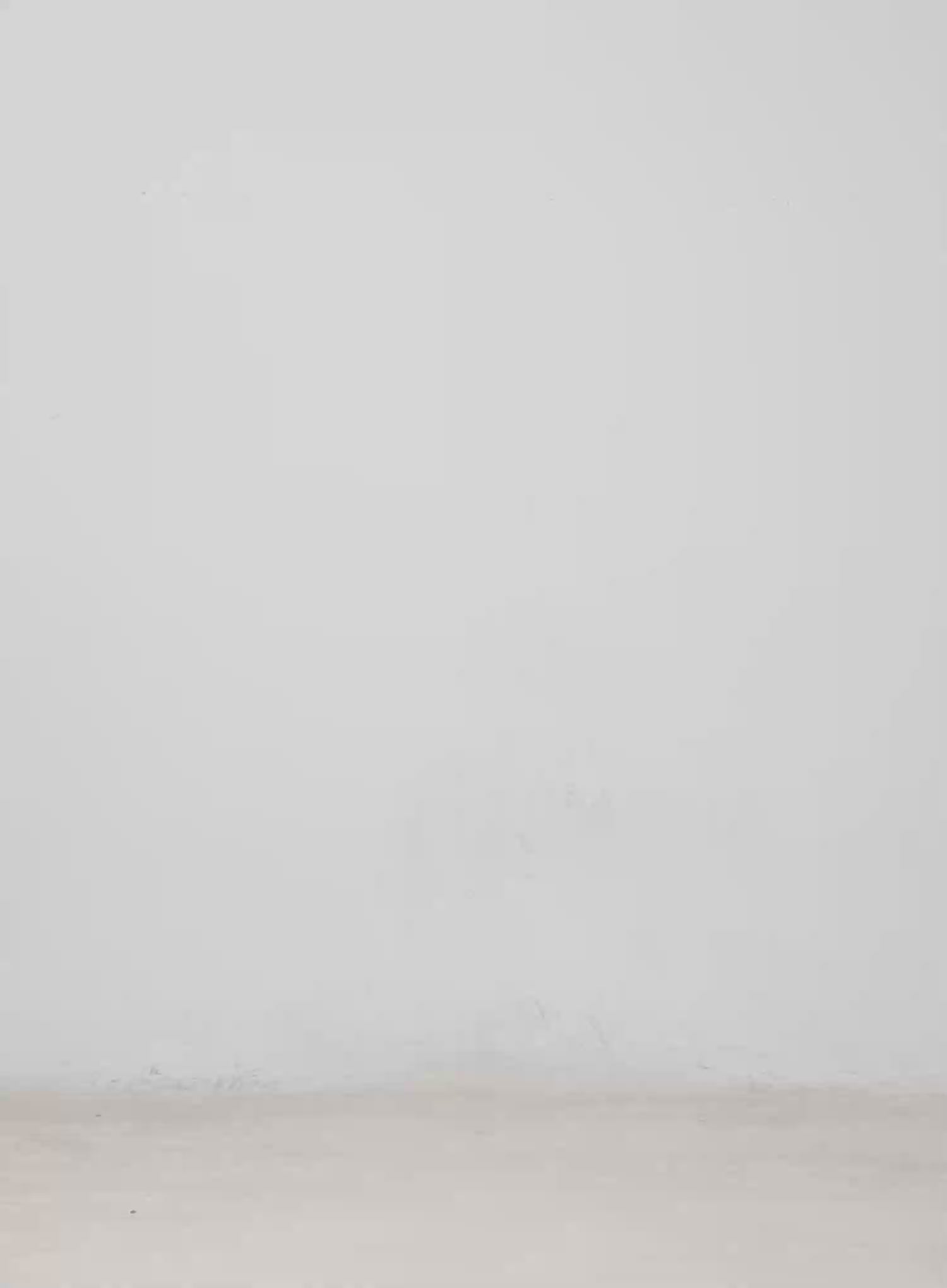 Angel Wing Wide-Leg Trousers CM526